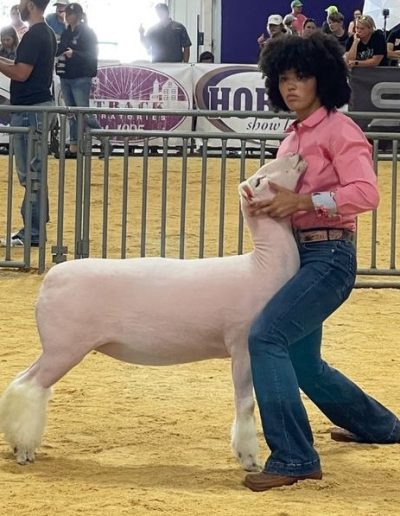 1st Dorset Advantage Yearling Ewe