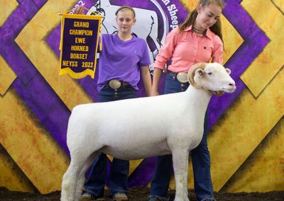 NEYSS Champion Horned Ewe