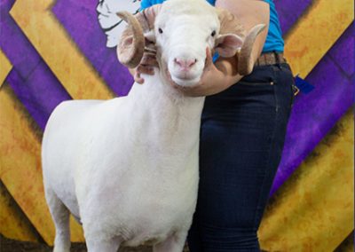 NEYSS Best Headed Horned Ram