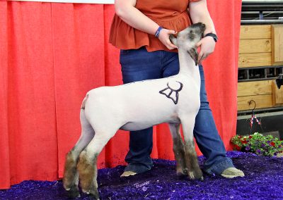 Champion Dorset Advantage Ewe