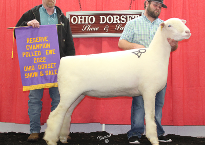 Reserve Champion Polled Ewe