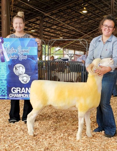 Champion Horned Dorset Ewe