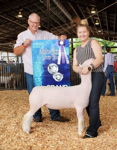 Champion Polled Dorset Ewe